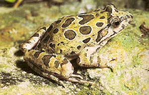 Photo.Painted.toad.France